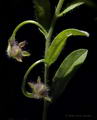 Dwarf Morning Glory